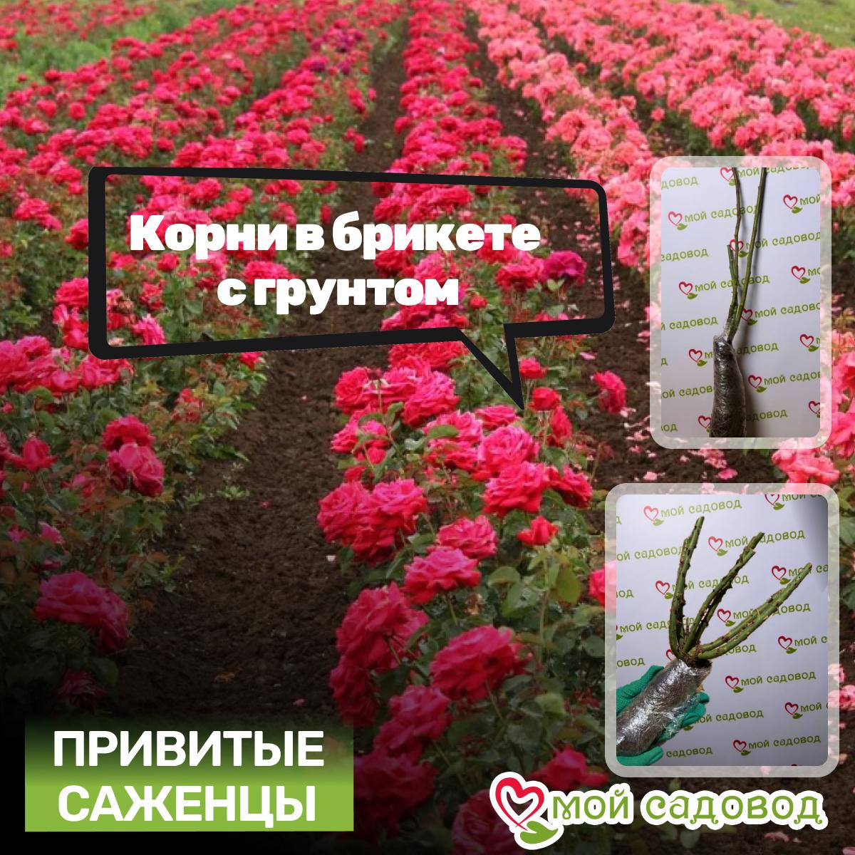 Роза Агнес Шиллингер