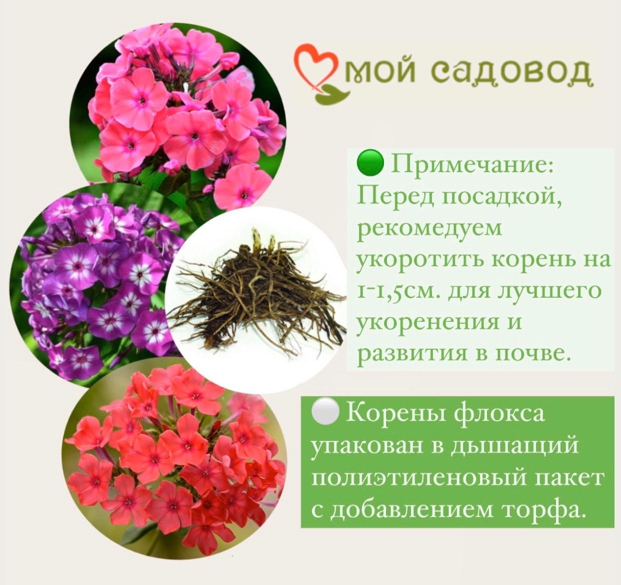 ФЛОКС МЕТЕЛЬЧАТЫЙ ГРАФ ЦЕППЕЛИН