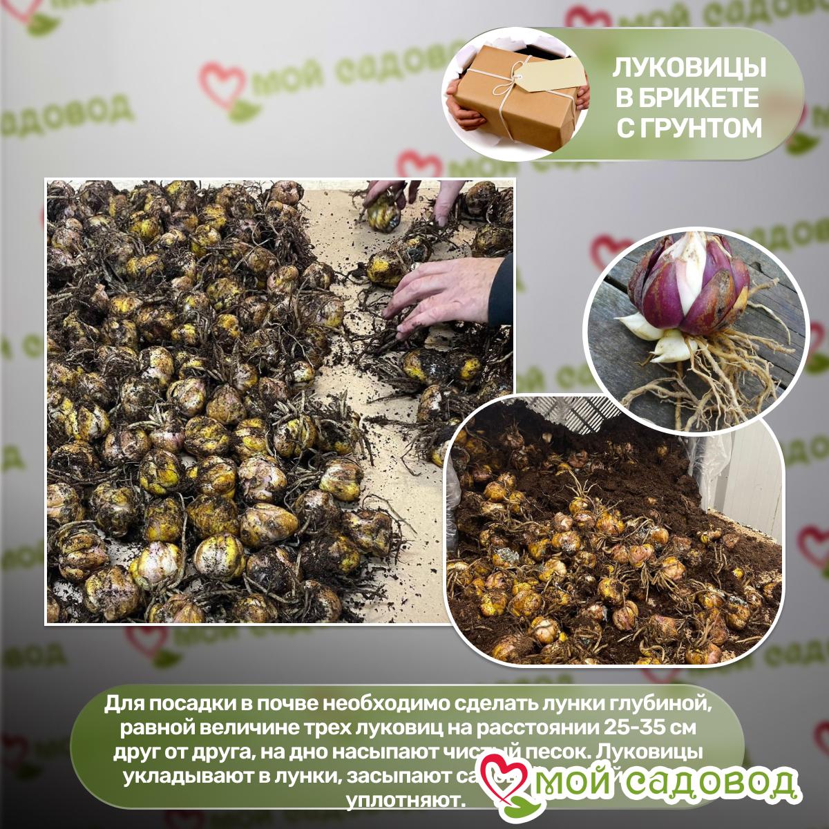 Лилия Вайт Айз ОТ-гибрид